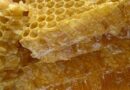 Zambian Community Cooperatives Drive Forest Conservation Through Honey, Fish Trade