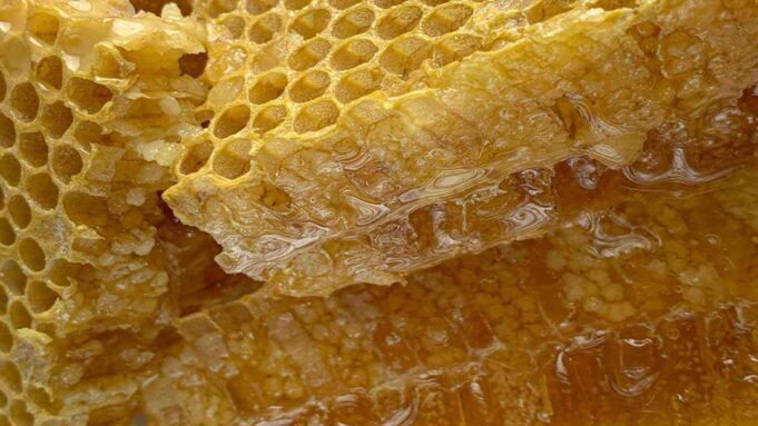Zambian Community Cooperatives Drive Forest Conservation Through Honey, Fish Trade