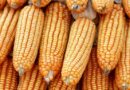 Zambia’s $4 Billion Corn Revolution Sparks Regional Food Export Boom
