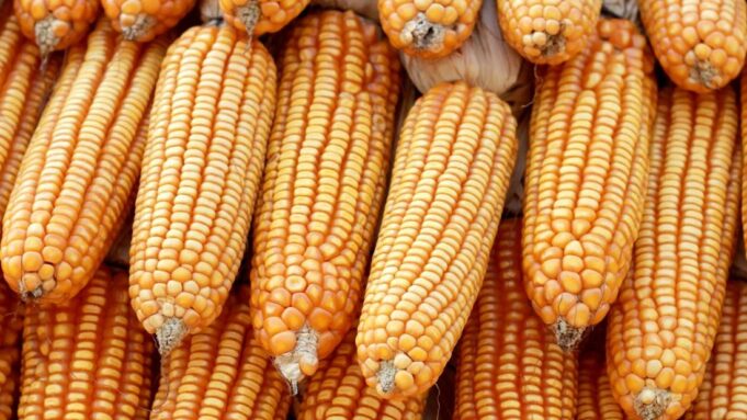Zambia’s $4 Billion Corn Revolution Sparks Regional Food Export Boom