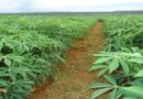 Zambia’s Farmers Need Insurance, Only a Third Are Getting It