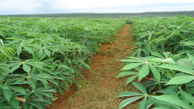 Zambia’s Farmers Need Insurance, Only a Third Are Getting It