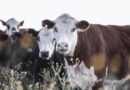 Global Call to Restore Critical Ecosystems Gains Urgency