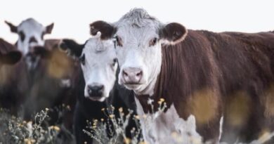 Global Call to Restore Critical Ecosystems Gains Urgency