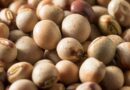 Plant health for food security – ICRISAT