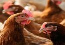 Poultry Prices Soar as Market Power Squeezes Zambian Farmers and Consumers