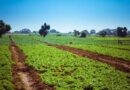 Angola and Brazil Put 800,000 Hectares in Play for Agribusiness