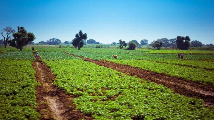 Angola and Brazil Put 800,000 Hectares in Play for Agribusiness