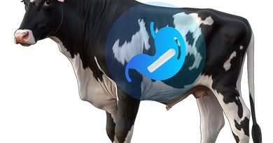 Otto Wireless Solutions and  HKT LORA Livestock Management with Long-Range GPS Livestock Tracking Technology